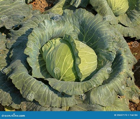 Large Cabbage Head in a Field Stock Image - Image of vegetarian, head ...