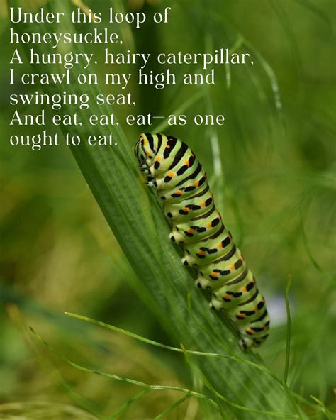 43 Animal Poems For The Lover Of All Animals - Aestheticpoems