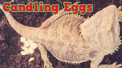 candle bearded dragon eggs