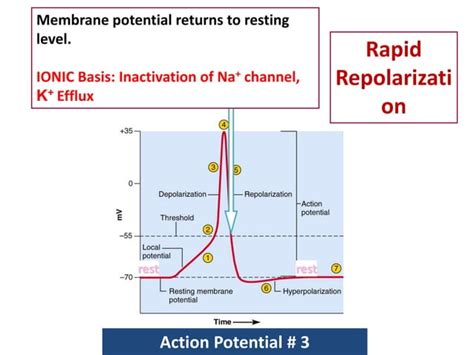 Image result for Resting Membrane Potential Flow Chart