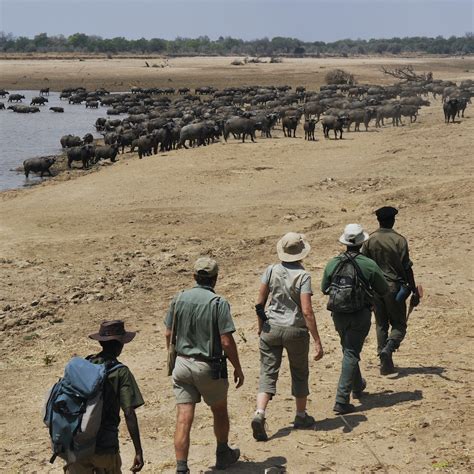 The 10 Most Dangerous Animals In Africa | TravelAwaits