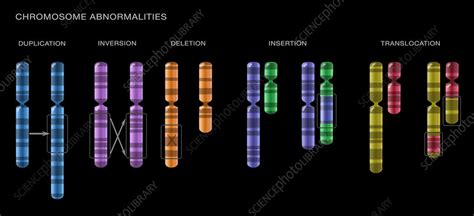 Abnormal Chromosome 的图像结果
