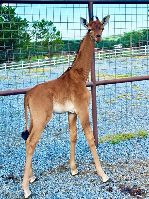 Giraffe hakodate-suiren.com