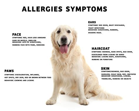 Helpful Tips for Boarding a Dog with Allergies