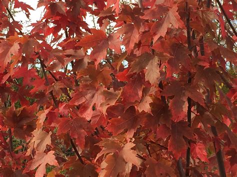 Autumn Blaze Maple • Kiwi Nurseries Ltd
