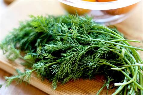 HOW TO GROW DILL FROM SEED |The Garden of Eaden