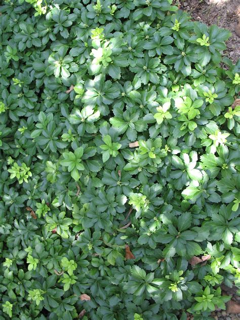 Pachysandra Ground Cover