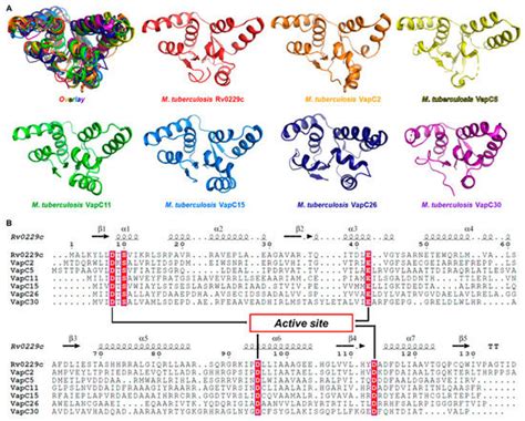 Mycobacterium tuberculosis Rv0229c Shows Ribonuclease Activity and ...