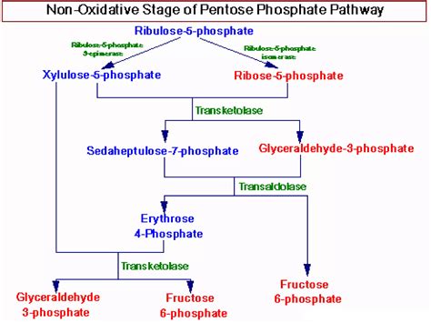 PENTOSE PHOSPHATE PATHWAY | PPT