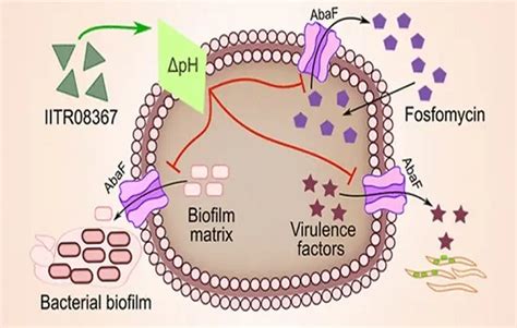 Indian Institute of Technology Roorkee