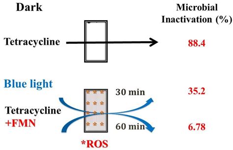 The Influence of the Degradation of Tetracycline by Free Radicals from ...