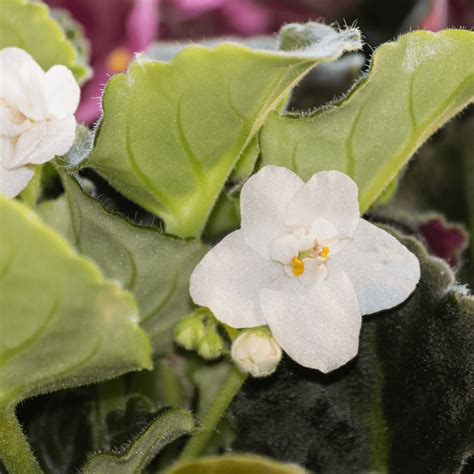 7 Types of White African Violets - African Violet Resource Center