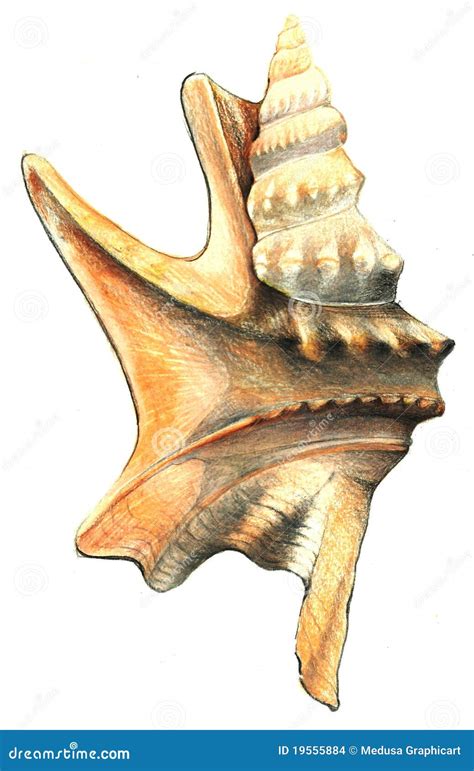 Image result for Shell Drawing Sheet