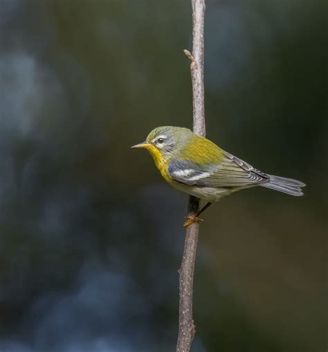 Birds - Columbia Metropolitan Magazine