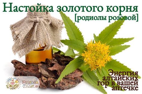 Настойка золотого корня: лечебные свойства родиолы розовой, показания к ...