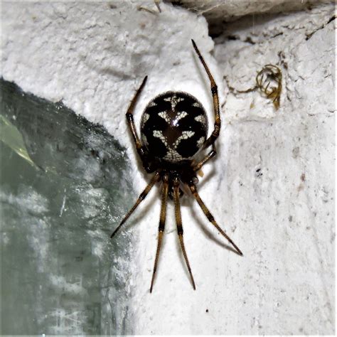 Steatoda Triangulosa