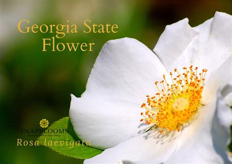 What Is Georgia's State Flower