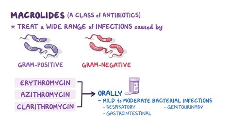 Antibiotics - Macrolides: Nursing pharmacology - Osmosis Video Library