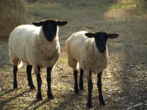 Suffolk (rasa owiec) – Wikipedia, wolna encyklopedia