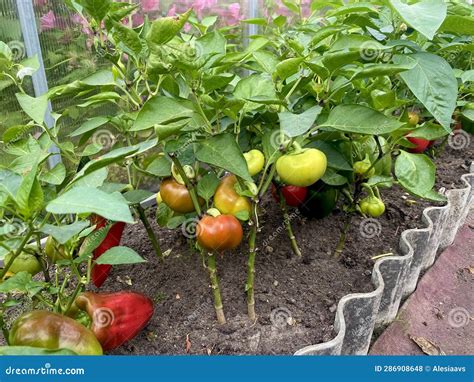 Growing Sweet Peppers in a Greenhouse Stock Photo - Image of leaf ...