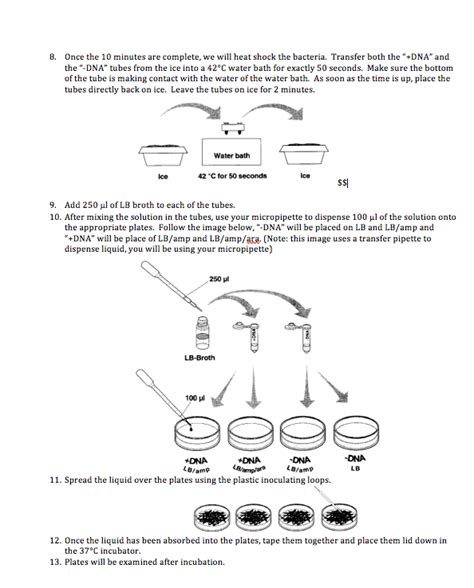 DNA Transformation Class 12 的图像结果