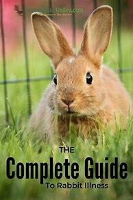 Image result for Pet Rabbit Care