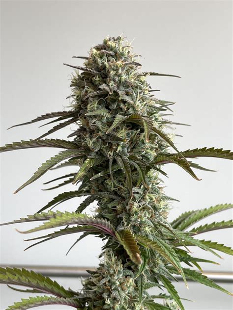 Skunk Auto 3 Feminized Seeds | DC Seed Exchange