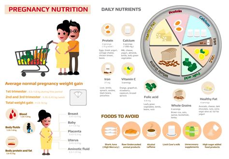 Nutrition During Pregnancy