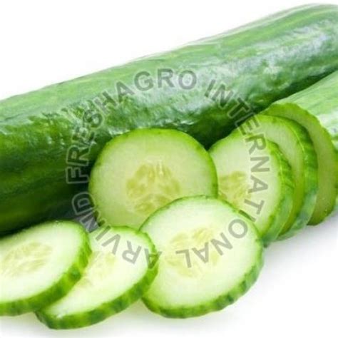 Fresh Cucumber Manufacturer Quality and Freshness