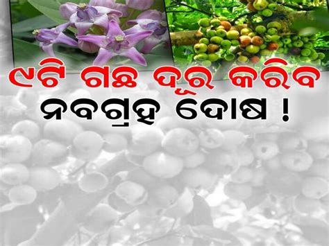 GrahTrees: ଏହି ଗଛରେ ଅଛି ନବଗ୍ରହ ଦୋଷ ନିବାରଣ କରିବା ଗୁଣ! ଶନି,ରାହୁ ଓ କେତୁ ...