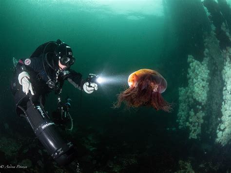 Image result for Project Spark Diving Tutorial