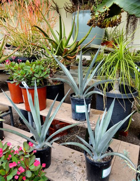 danger garden: A visit to Walter Andersen Nursery in San Diego