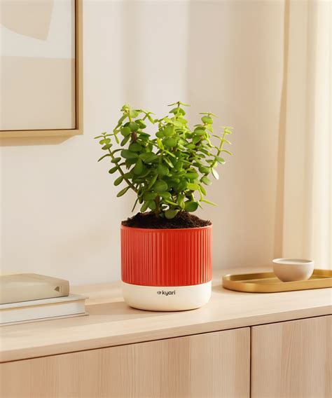 Shop Lucky Indoor Jade Plant (Crassula Ovata)-Jade Tree – Kyari.co