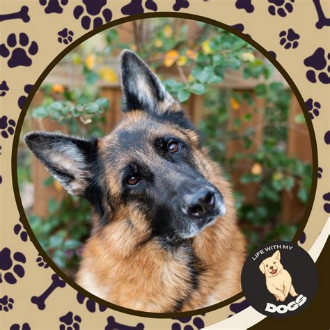 Grooming Tips for Double-Coated Dogs - Life With My Dogs