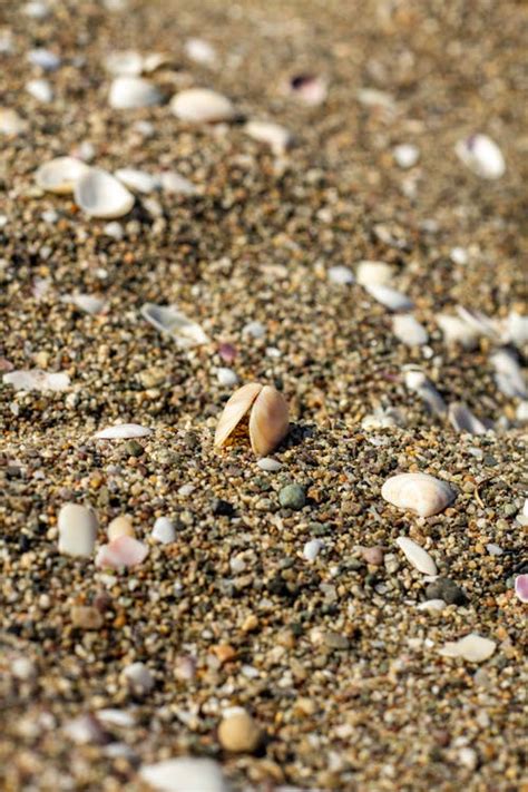 Image result for Hard Sea Shells