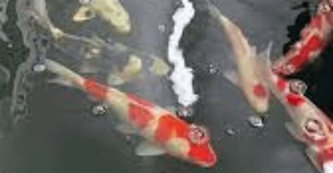 Image result for How Set Up Koi Vortex Filter System