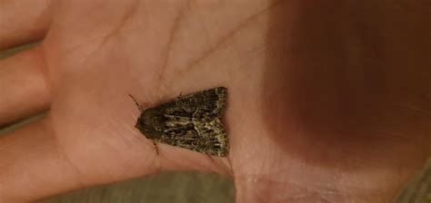 Image result for Moth Identifier