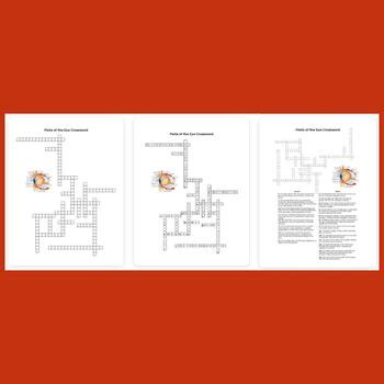 Parts of the Eye Crossword Puzzle with Labeled Diagram and Answer Key ...
