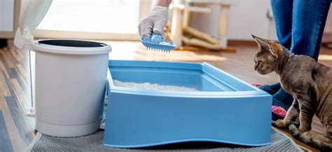 Image result for Clean Cat Litter Box