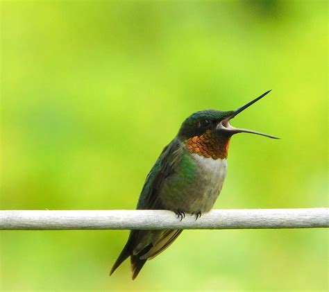 Image result for Real Humdinger