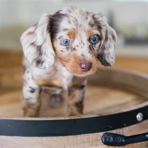Dapple Dachshunds | Baby dogs, Dachshund puppies, Dachshund breed