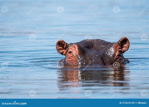 Lake Naivasha Hippo Peaks Its Eyes and Ears Out of the Water - Kenya ...