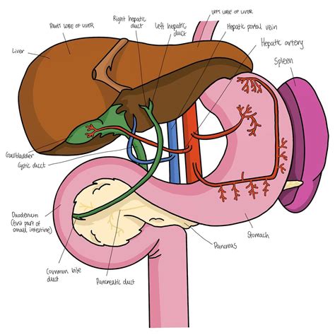 Anatomy Of The Liver And Pancreas