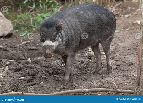 Visayan Warty Pig Grubbing In The Mud, Typical Wild Boar Behavior ...