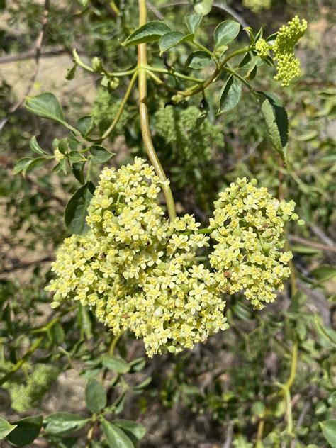 Science Corner - Blue Elderberry