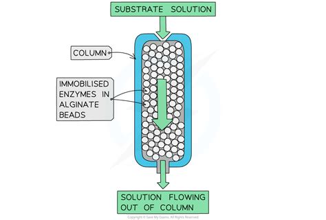 https://cdn.savemyexams.com/cdn-cgi/image/f%3Dauto%2Cwidth%3D3840/https%3A//cdn.savemyexams.com/uploads/2021/09/Immobilised-enzyme-column.png