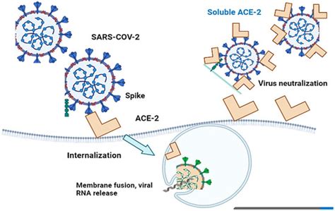 Molecular Understanding of ACE-2 and HLA-Conferred Differential ...