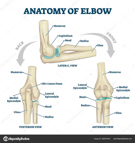 How to get rid of bone spur in elbow. How to Get Rid of Bone Spurs in Elbow: Causes, Symptoms ...