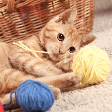 Cat Behaviors: What Causes Cat Zoomies? • Kritter Kommunity