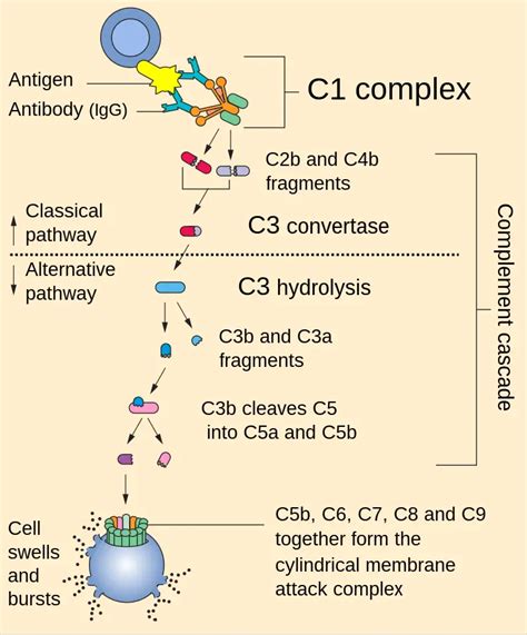 Rezultat imagine pentru What Is a Complement System